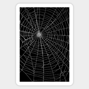 Spider Spider Web Sticker